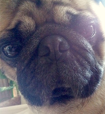 Dexter
