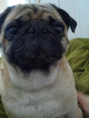 Dexter