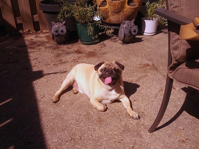 Dexter