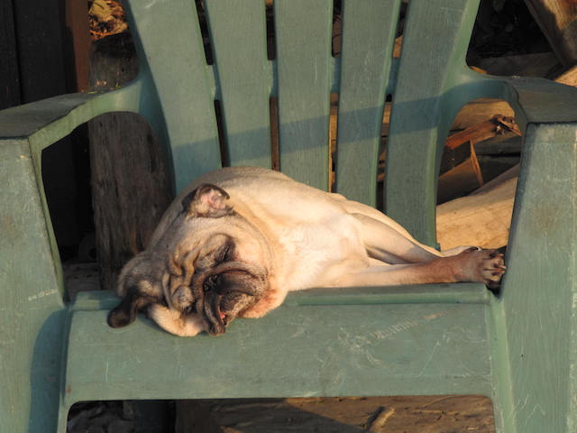 pug name