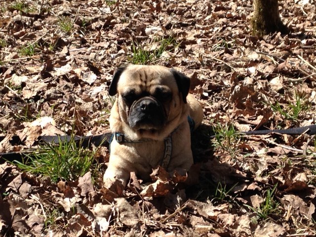 Louie