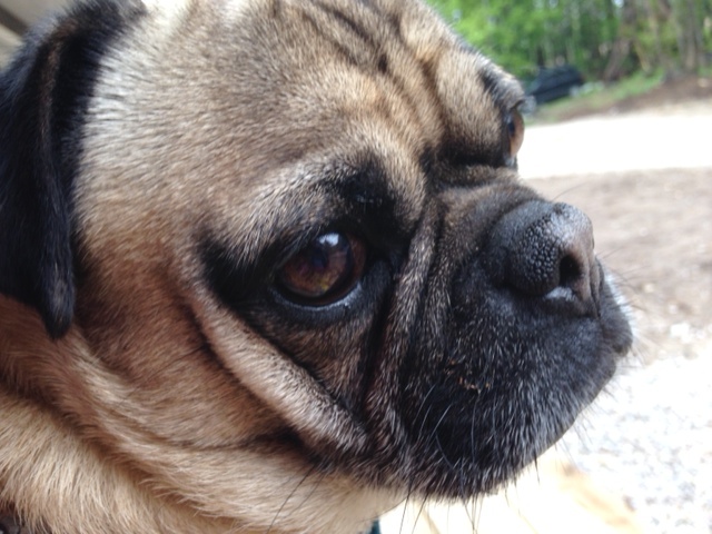 Louie