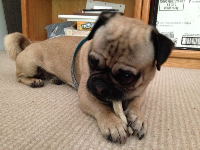 Louie