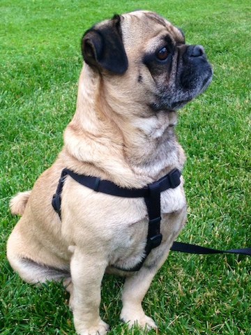 Louie