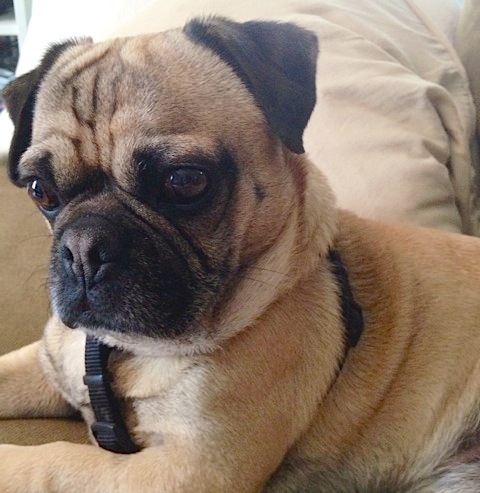 Louie