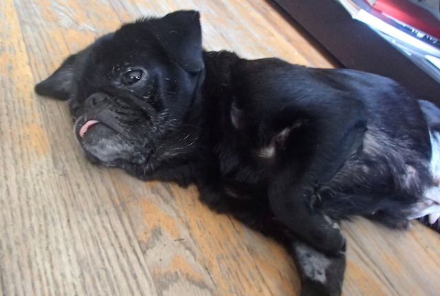 Raisin