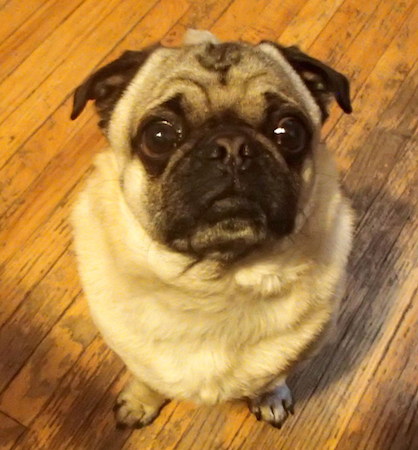 Rocco
