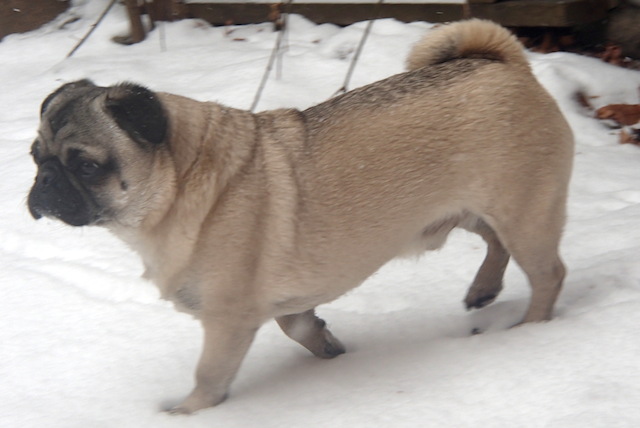 Rocco