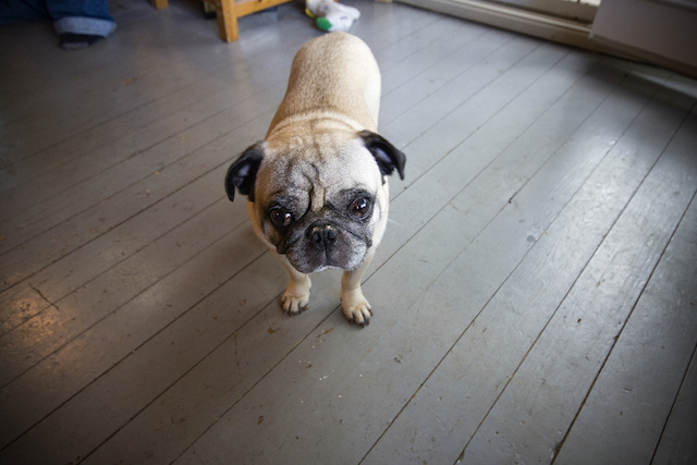 pug name