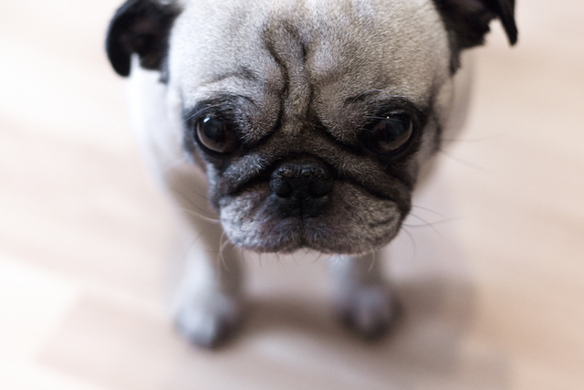 pug name