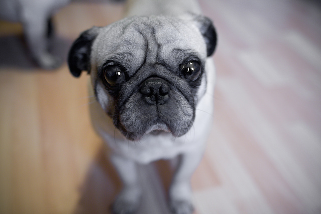 pug name