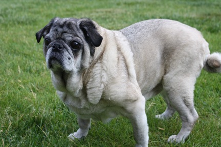 Taz