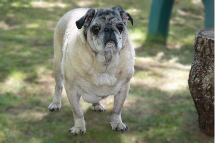 Taz