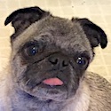 Abby