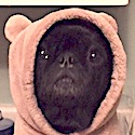 Beans