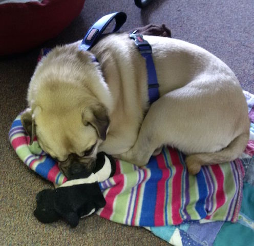 Brody