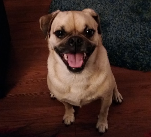 Brody