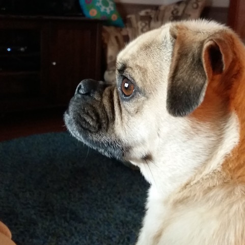 Brody