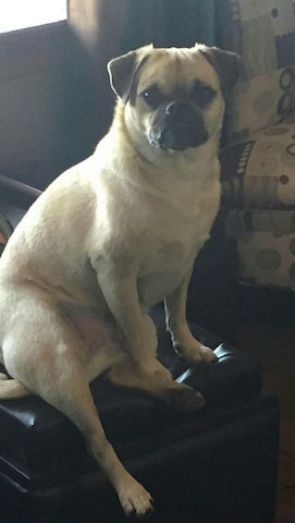 Brody