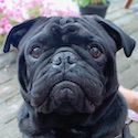 Bruce