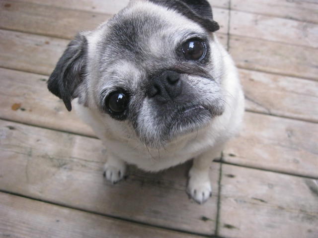 Dixie