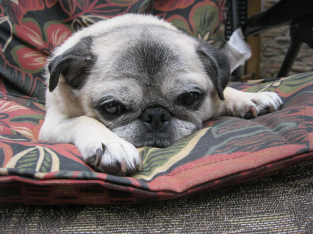 Dixie