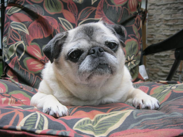 Dixie