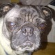 Doug