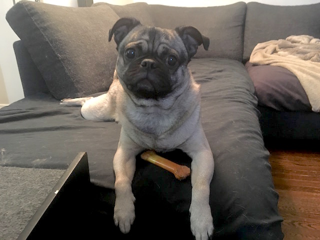 Gogi