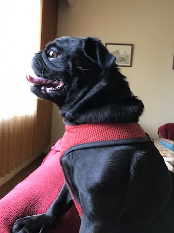 Gus