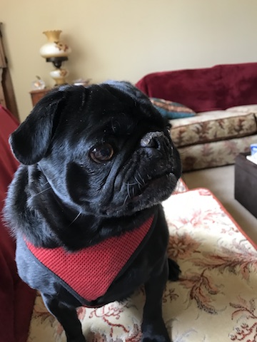 Gus