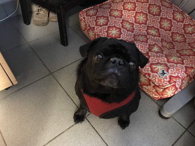 Gus