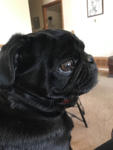 Gus