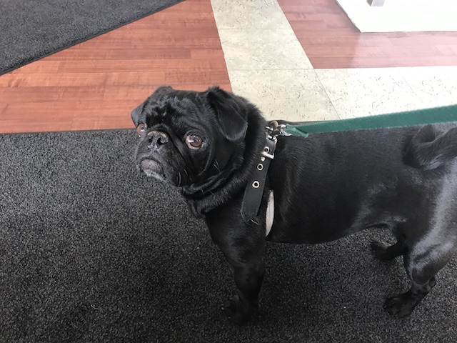 Gus
