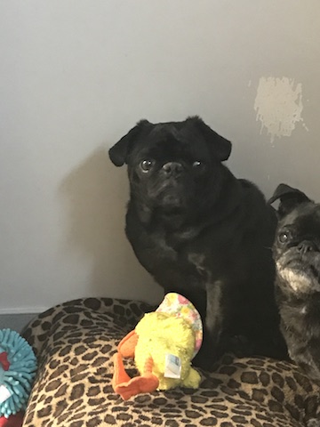 Gus
