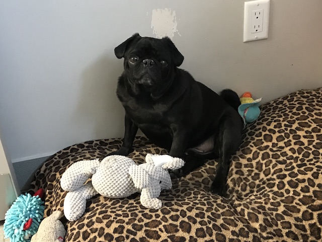 Gus