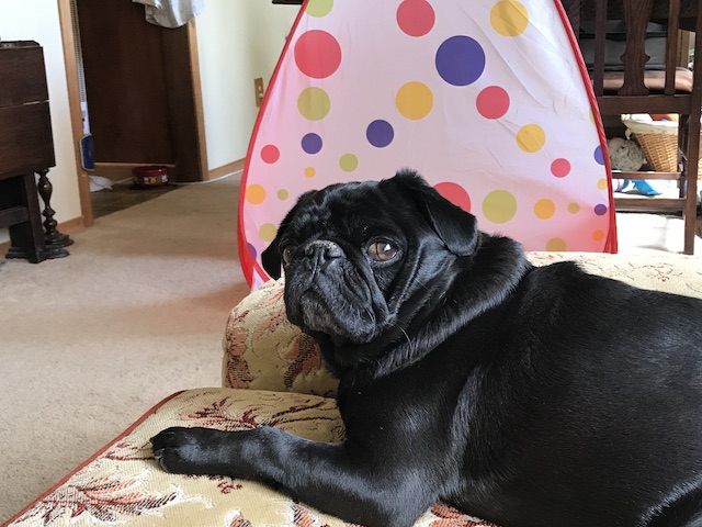 Gus
