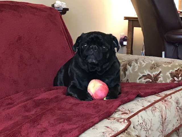 Gus