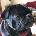 Gus