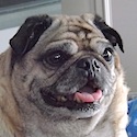 Humphrey