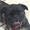 Lola