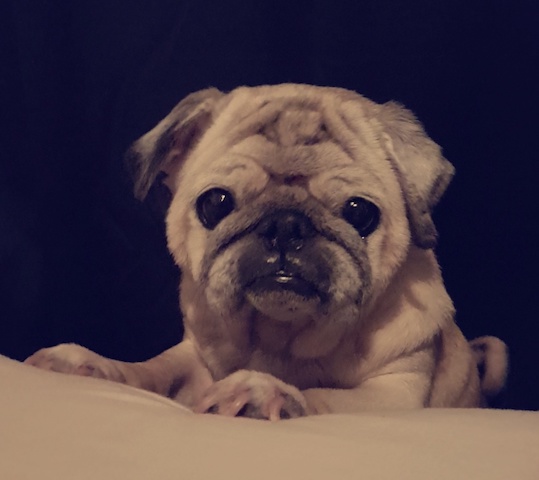mitsu