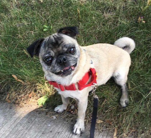 nacho