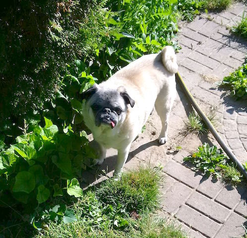 Oakley