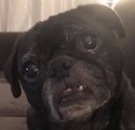 Odie