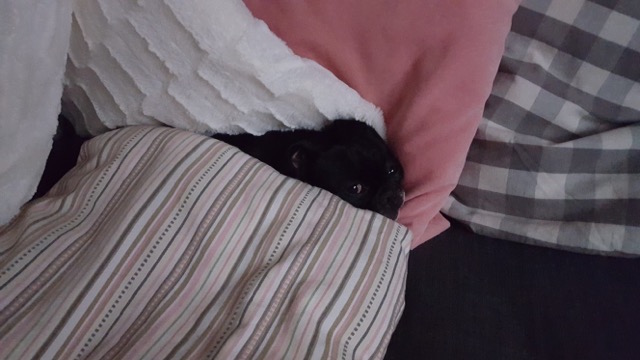 oskar