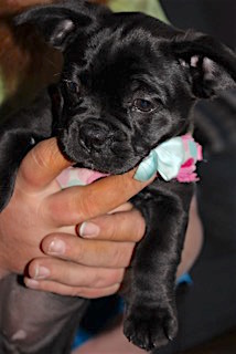 Poppy