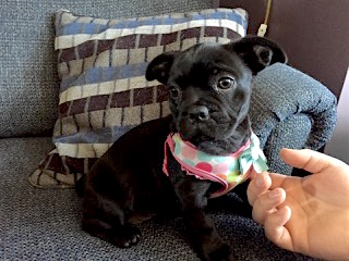 Poppy