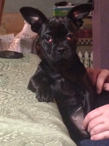 poppy