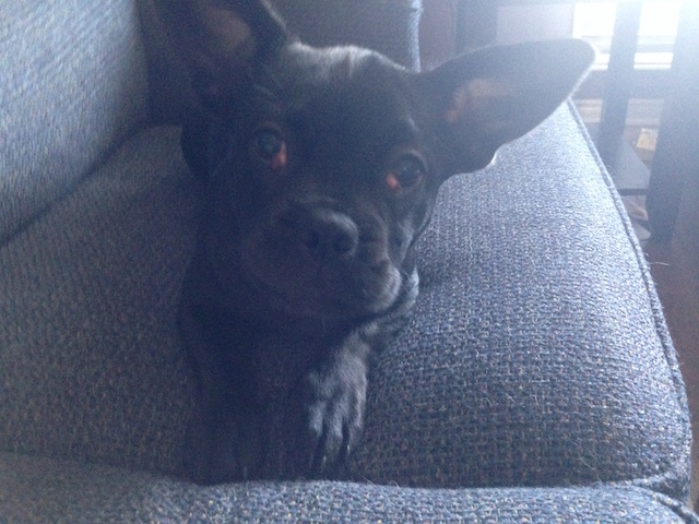 Poppy